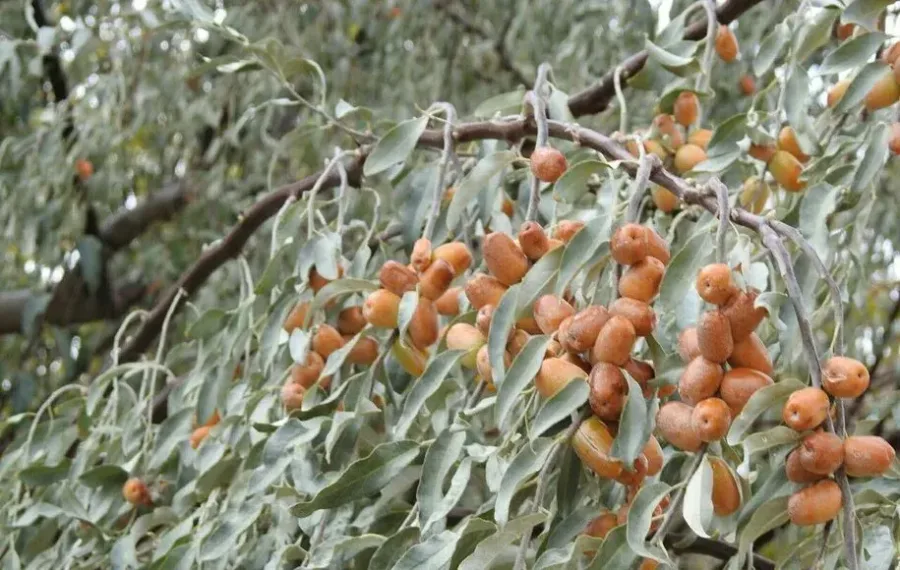 تعبیر خواب دیدن درخت سنجد برای زن باردار