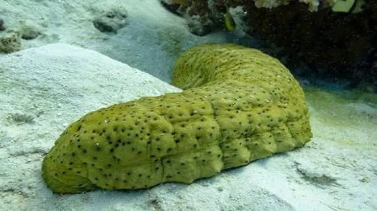 خیار دریایی چیست